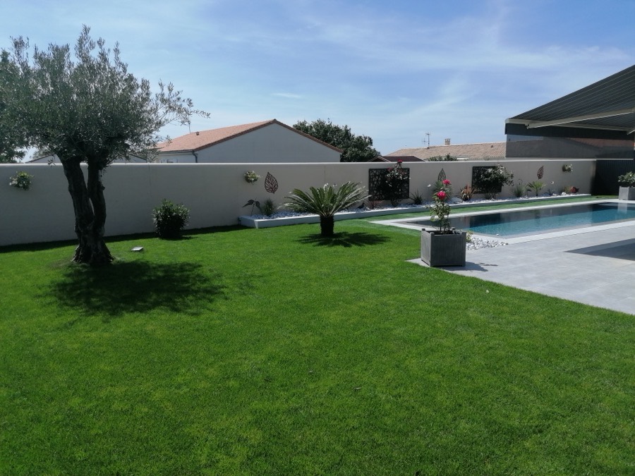 Jardin engazonné avec olivier et palmier au bord d'une piscine
