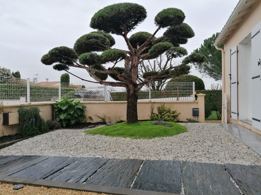 Pin taillé en nuages dans un jardin de gravier et d'ardoises