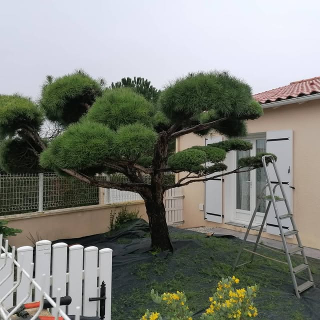 Taille d'un pin en nuages devant une maison, échelle en place